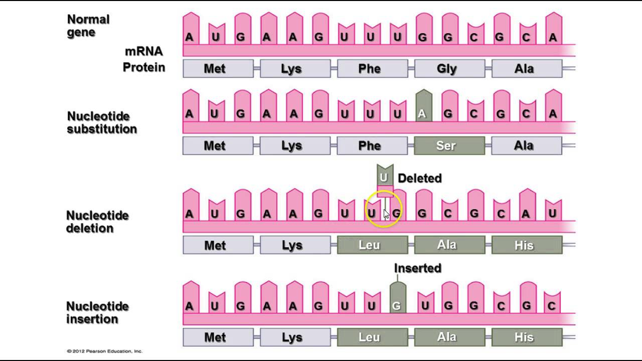 DNA & RNA - Mutations