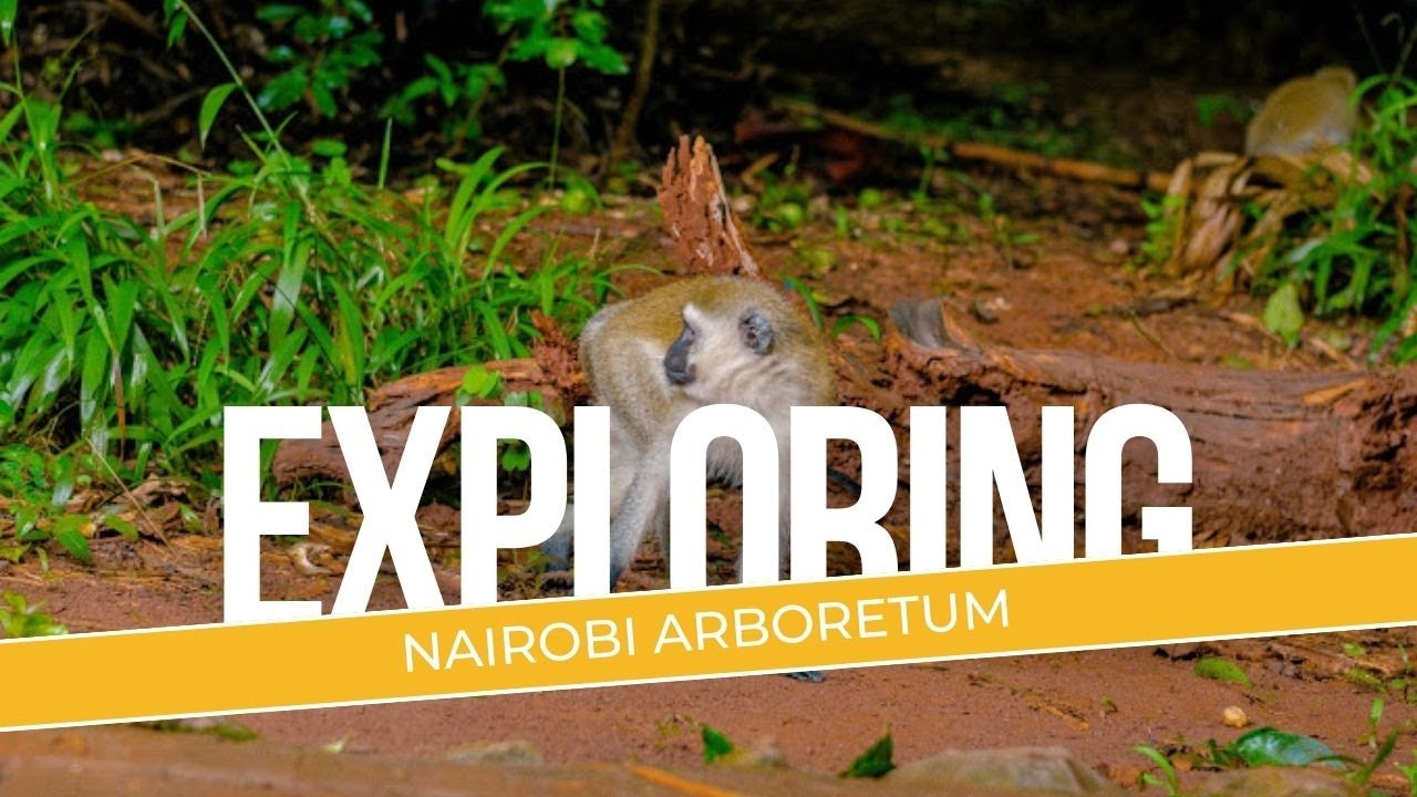 Exploring Nairobi Arboretum. Kenya's  Nature's Tapestry: