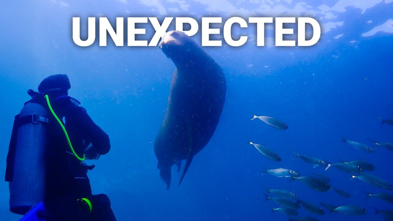 Sea of Cortez Secrets – Scuba Diving La Paz Like a Local