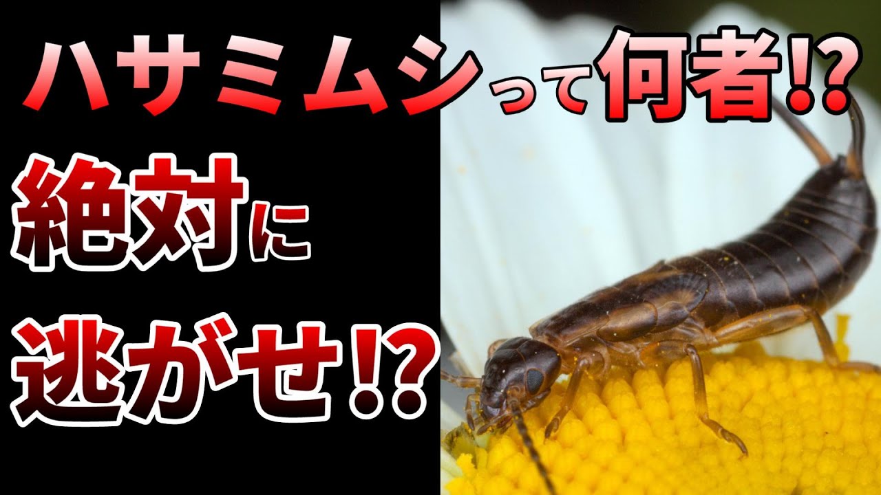 【ゆっくり】最愛の昆虫！感動を呼ぶハサミムシの生態とは⁉