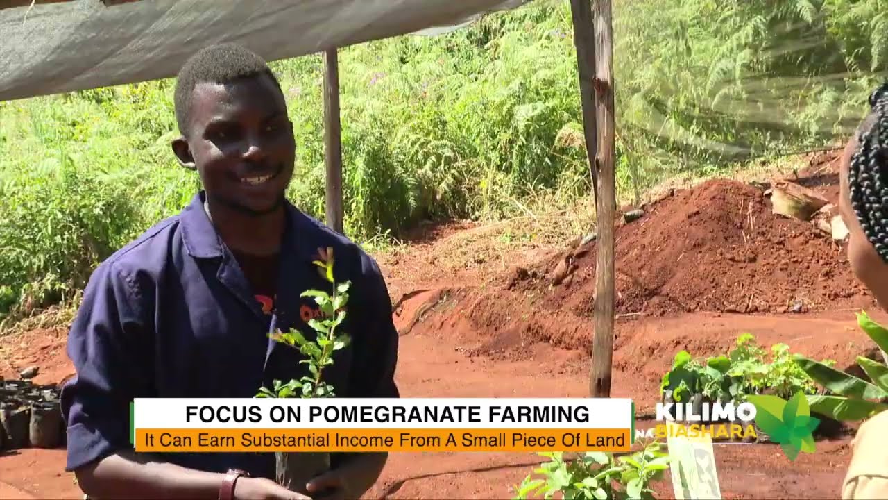 Pomegranate Farming Kilimo na Biashara Featuring OxfarmAg Ltd