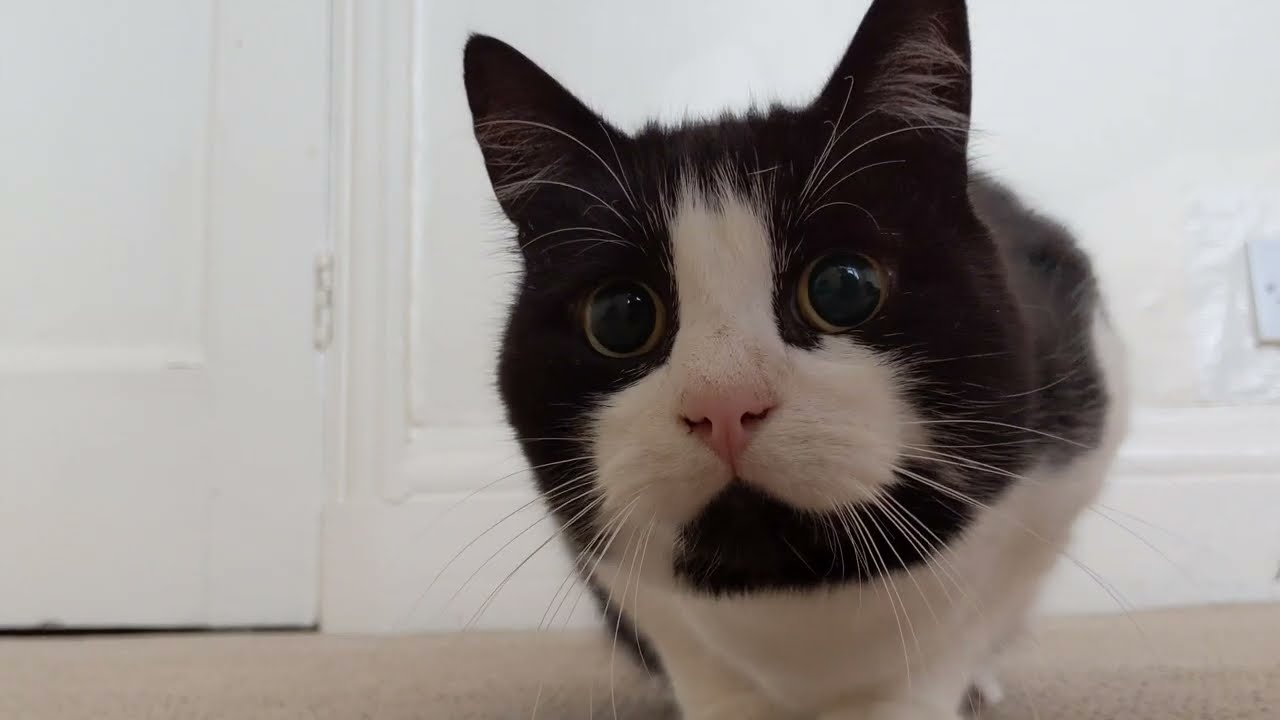 Cat Wiggles Butt Before Pouncing