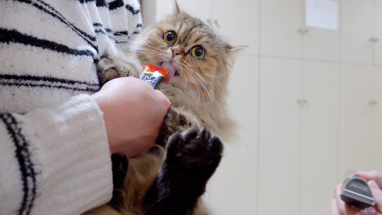 Вот идеальное решение для подстригания когтей буйствующего котенка!