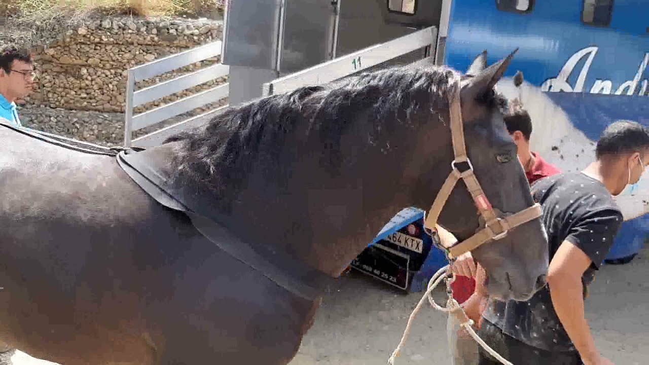 CABALLOS DE REJONEO | ANDY CARTAGENA TRAILER HUELVA COLOMBINAS 21 ESPAÑOLES FAENAS PREPARACIÓN HORSE