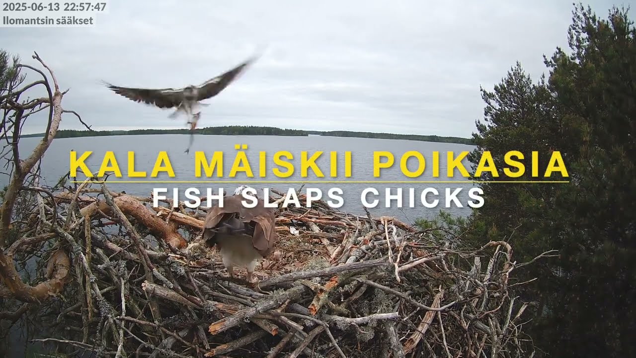 Hengenvaara - kala mäiskii poikasia / Fish slaps the chicks (13.6.2025)