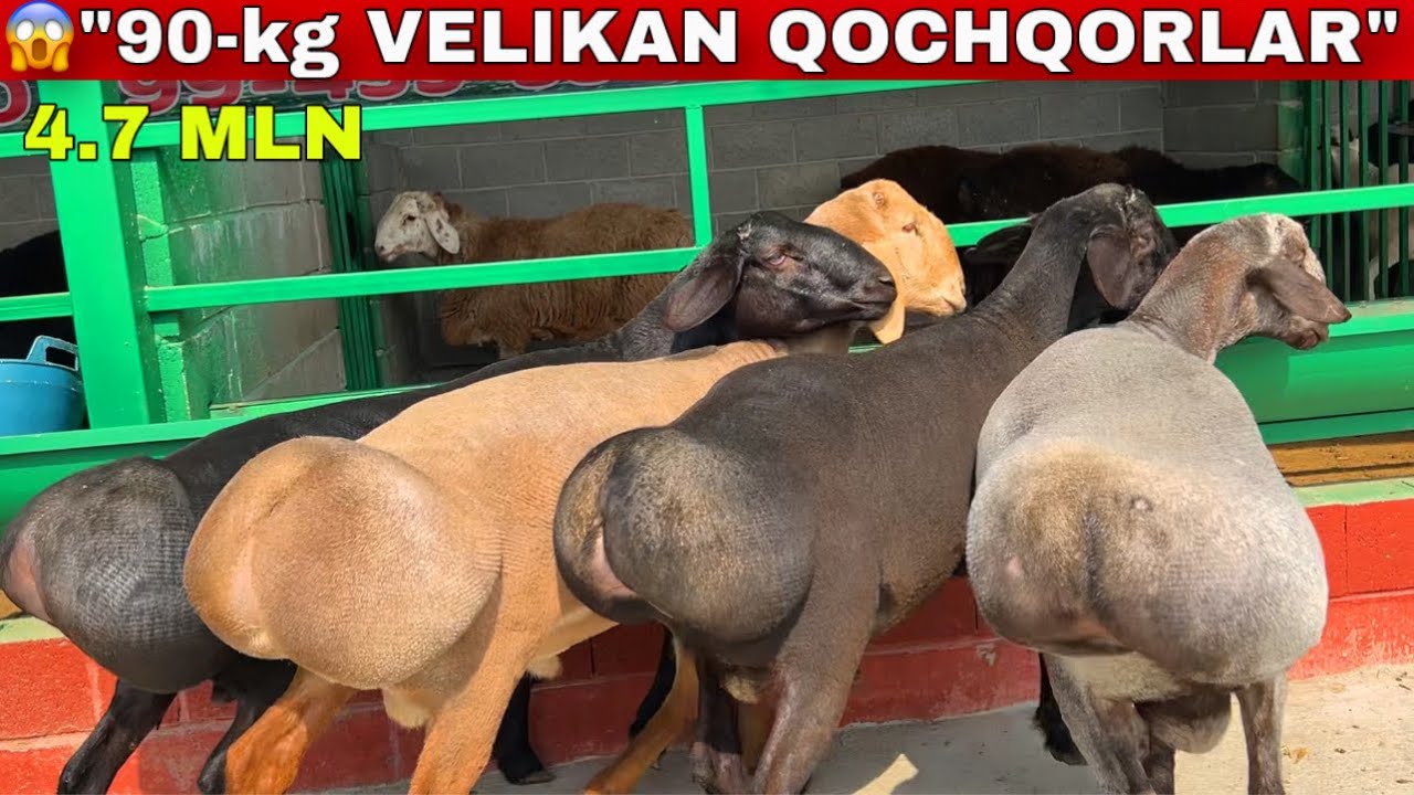 Foziljon akaga 90-KG XISORI QOCHQORLAR 😱keldi ARZON🔥