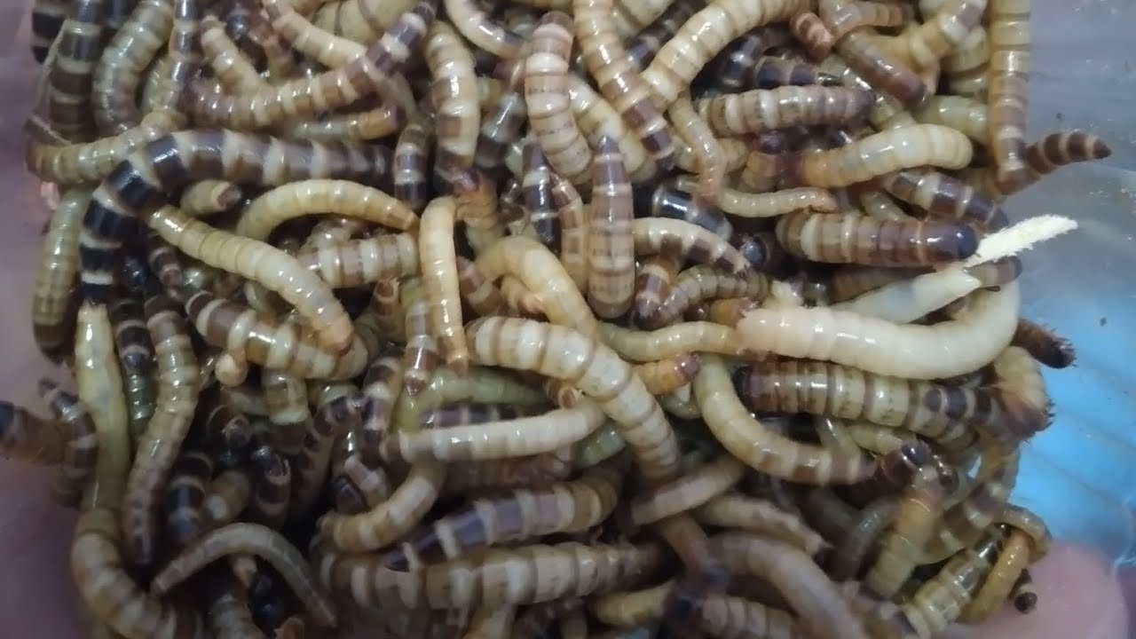 طريقه انتاج دود (السوبر ورم)🐛🤑