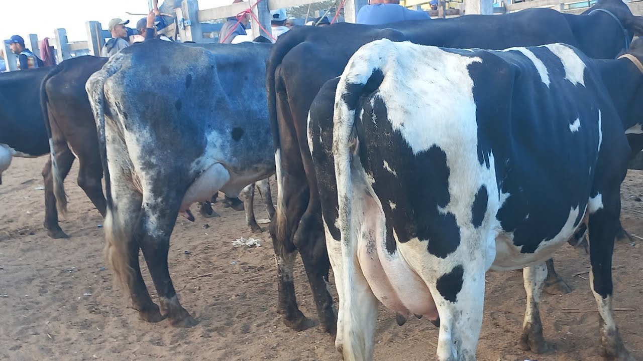 Feira de vaca de leite em Dois Riachos Alagoas 21/01/26#nordeste