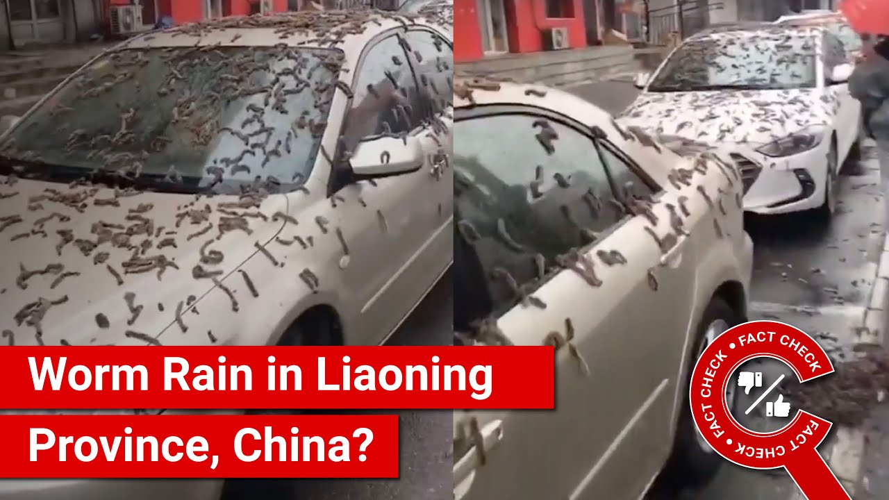 FACT CHECK: Viral Video Shows Worm Rain on Cars in China's Liaoning Province?