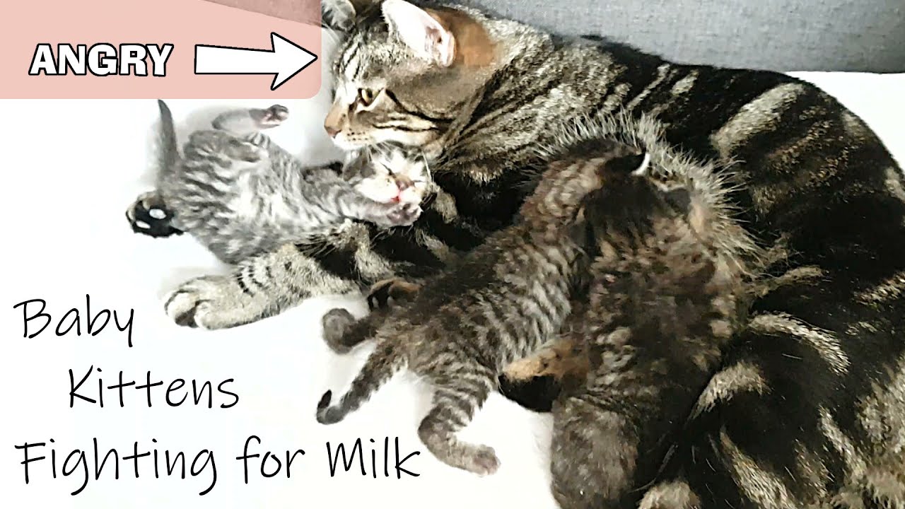 Baby Kittens Fiercely Fighting For Milk - Mother Cat Gets Angry