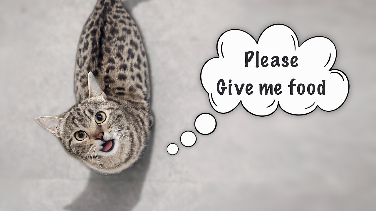 Finally, the Cat Gets His Food. #cat #catvideos #funnycat #funnycatvideos #kitten #kitten #trending