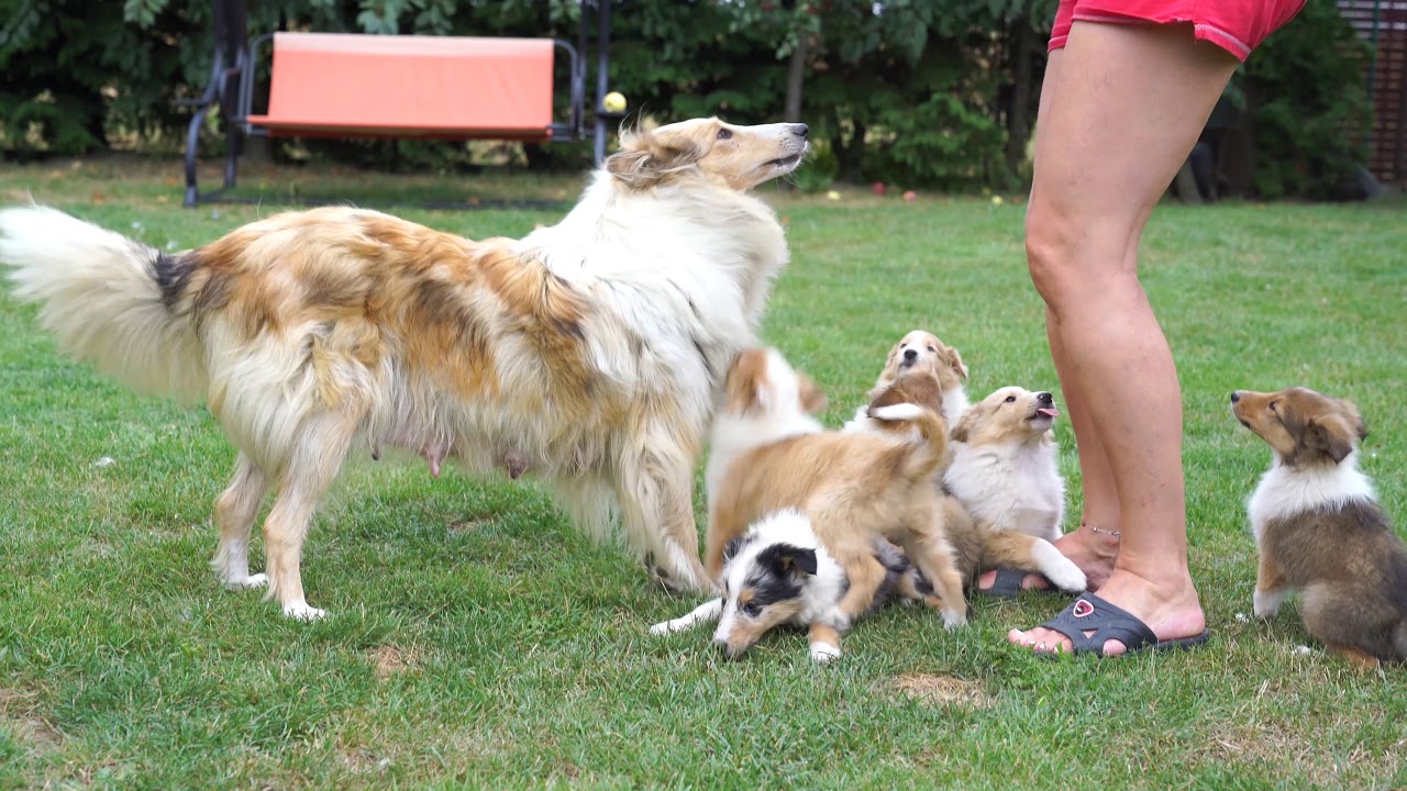 Owczarki Szkockie Collie Tomalka Jarocin Coli 2018