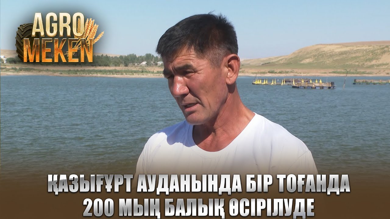 AGRO мекен | Қазығұрт ауданында бір тоғанда 200 мың балық өсірілуде