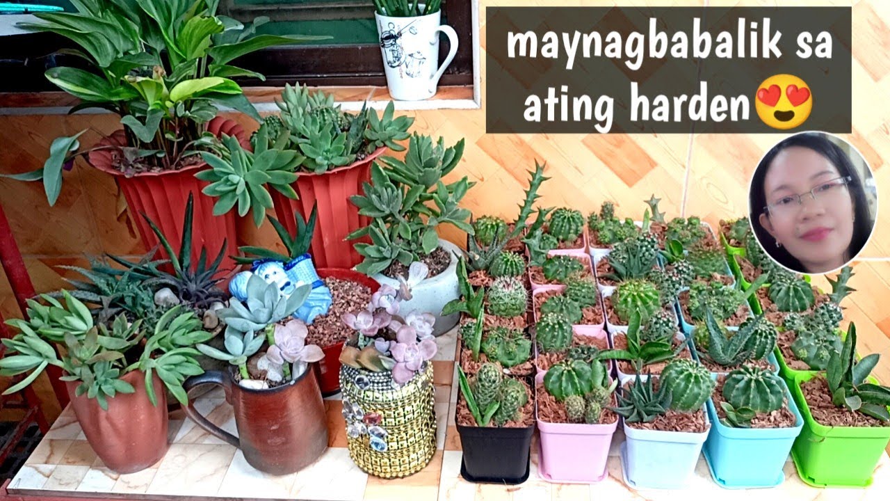 #1012 Cactus and Succulent  Plants Update /Succulent Davao 