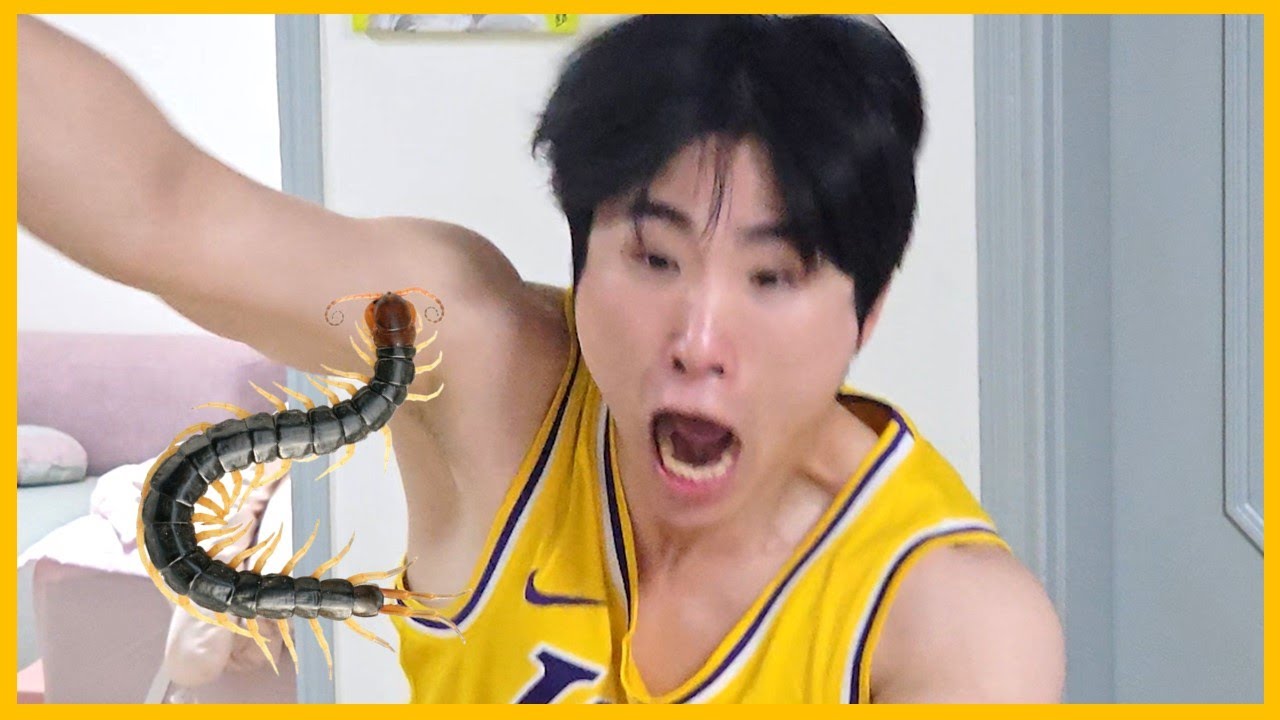 미어캣에게 대왕지네 먹이기