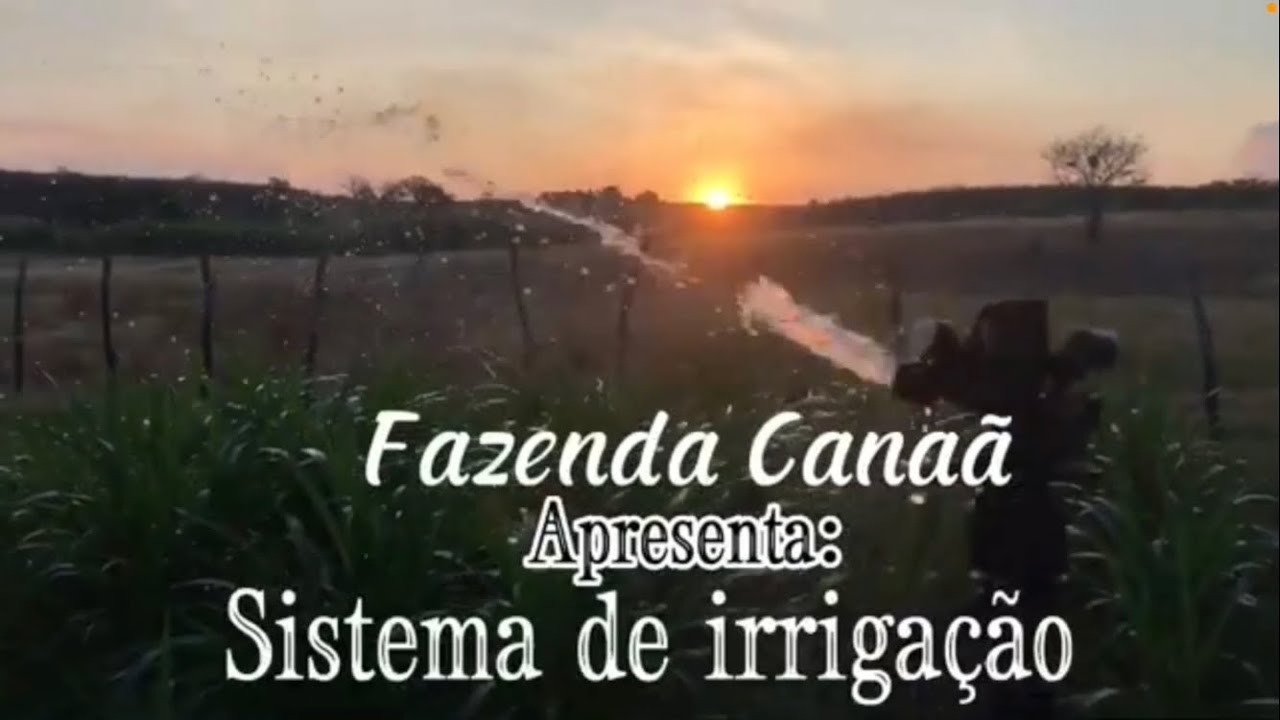 Como fazer irriga&ccedil;&atilde;o barata e funcional  ! Capim andropogon irrigado.