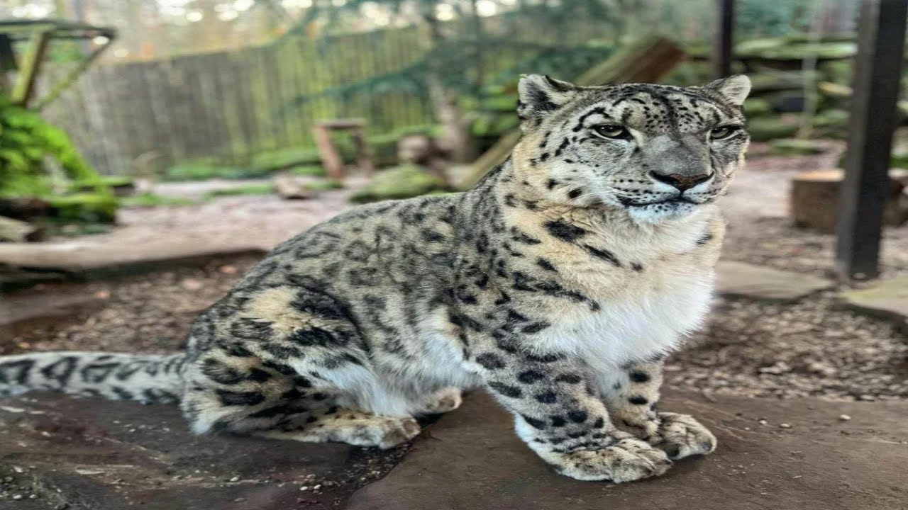 snow leopard aura