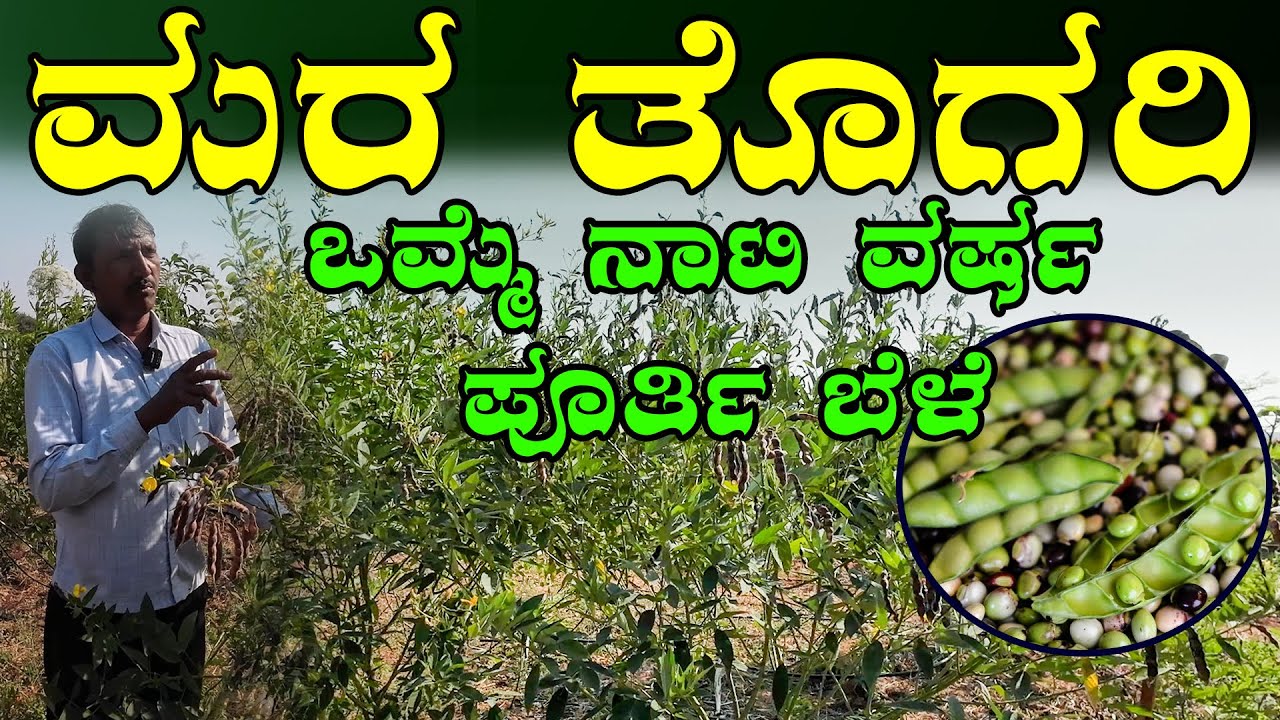 ಒಮ್ಮೆ ನಾಟಿಯಾದರೆ ಸಾಕು ವರ್ಷ ಪೂರ್ತಿ ಕಾಯಿ ,ಒಂದು ಗಿಡದಿಂದ 2ಕೆಜಿ ಕಾಯಿ | Red Gram Farming