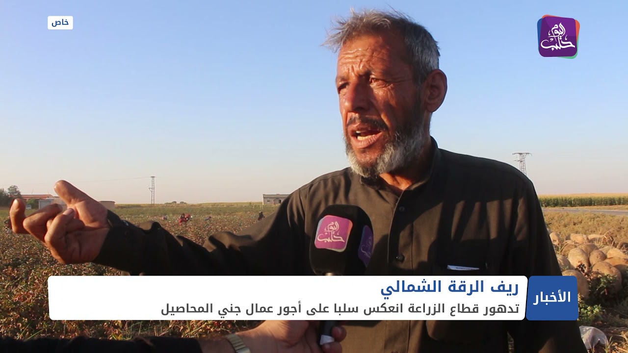 تراجع كبير بكمية محصول القطن في مدينة تل أبيض شمالي الرقة