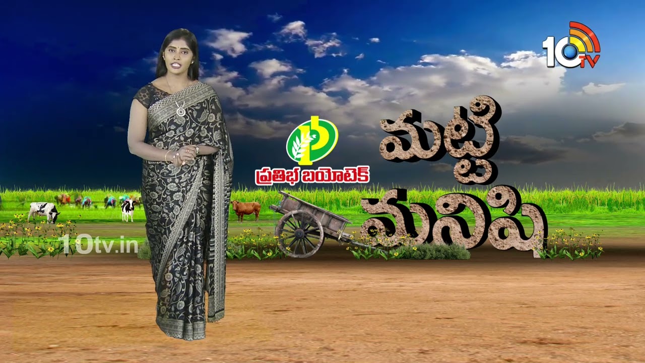 Matti Manishi Full Episode | మట్టి మనిషి | Agriculture Tips | 25-12-2024 | 10TV Agri