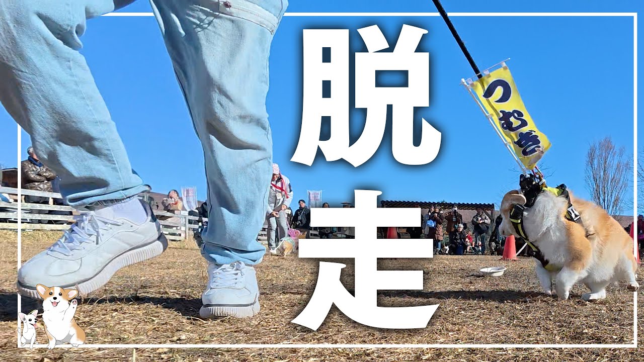 オールジャパンコーギー2024で脱走事件勃発 食パンサミットも開催𓊈1907日目𓊉
