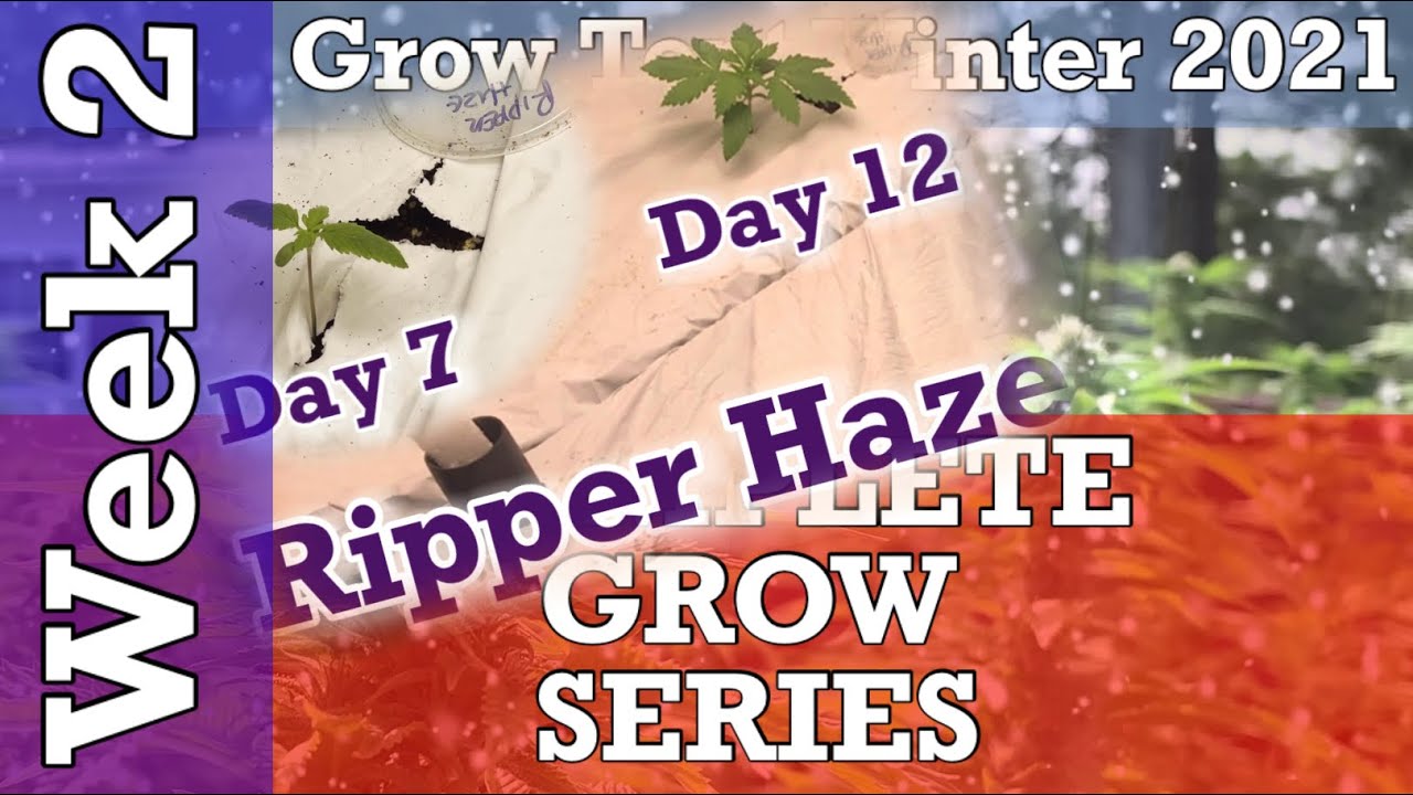 Complete Grow Series WEEK 2 | Earthbox Sub-Irrigation Planter | Probiotic Living Soil | Winter 2021
