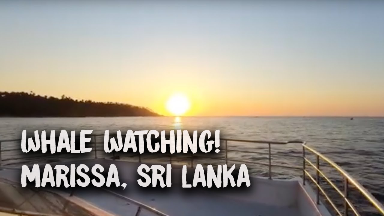 WHALE WATCHING in Marissa ~Review of The Best Whale Watching Company in Sri Lanka | Video Blog 42
