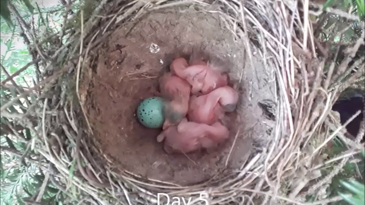 Song thrush chicks growth