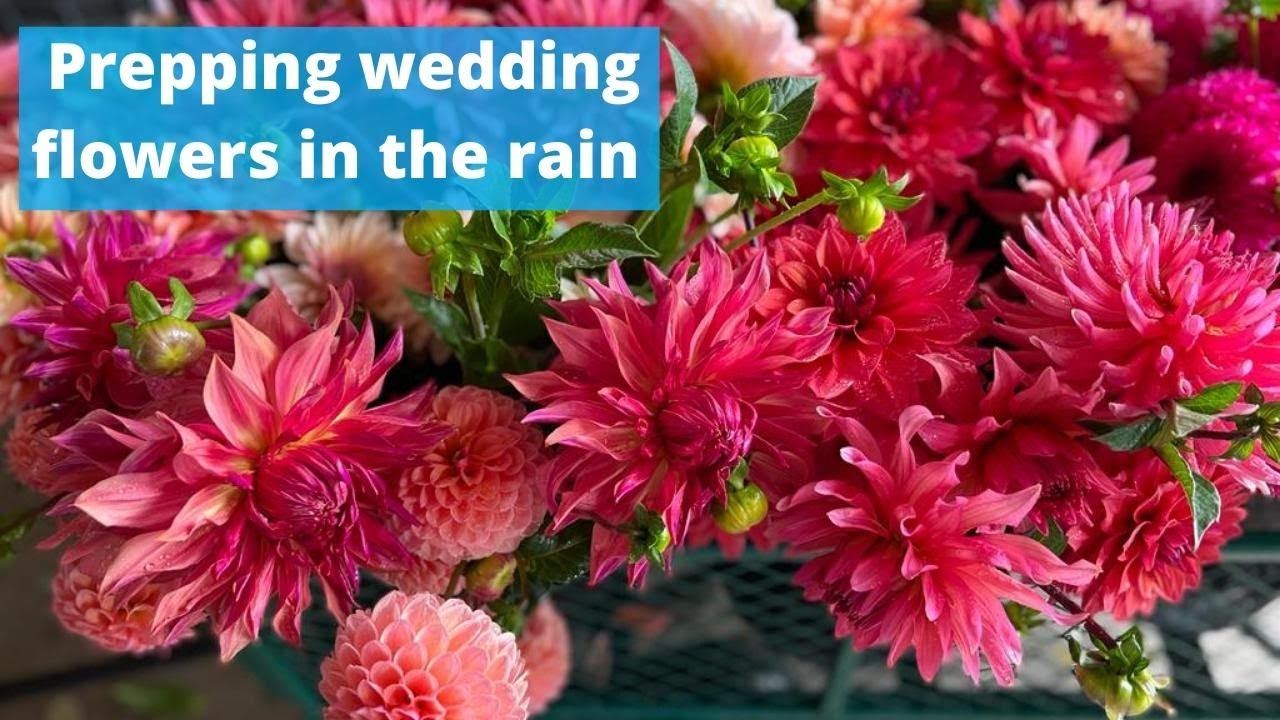 Wedding flowers prep - top tips for harvesting wedding flowers in the rain