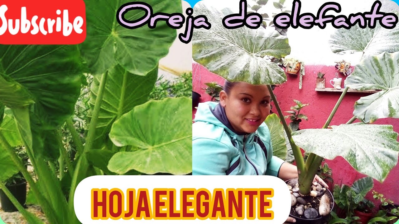 todo sobre hoja elegante u oreja de elefante cuidados y trasplante