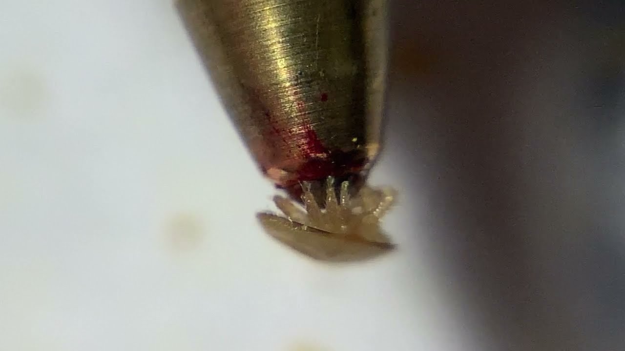 juvenile Varroa kämpft mit Kugelschreiberspitze