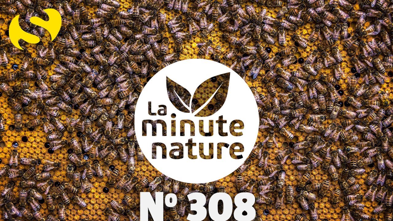 À L'INTÉRIEUR D'UNE RUCHE (No 308)