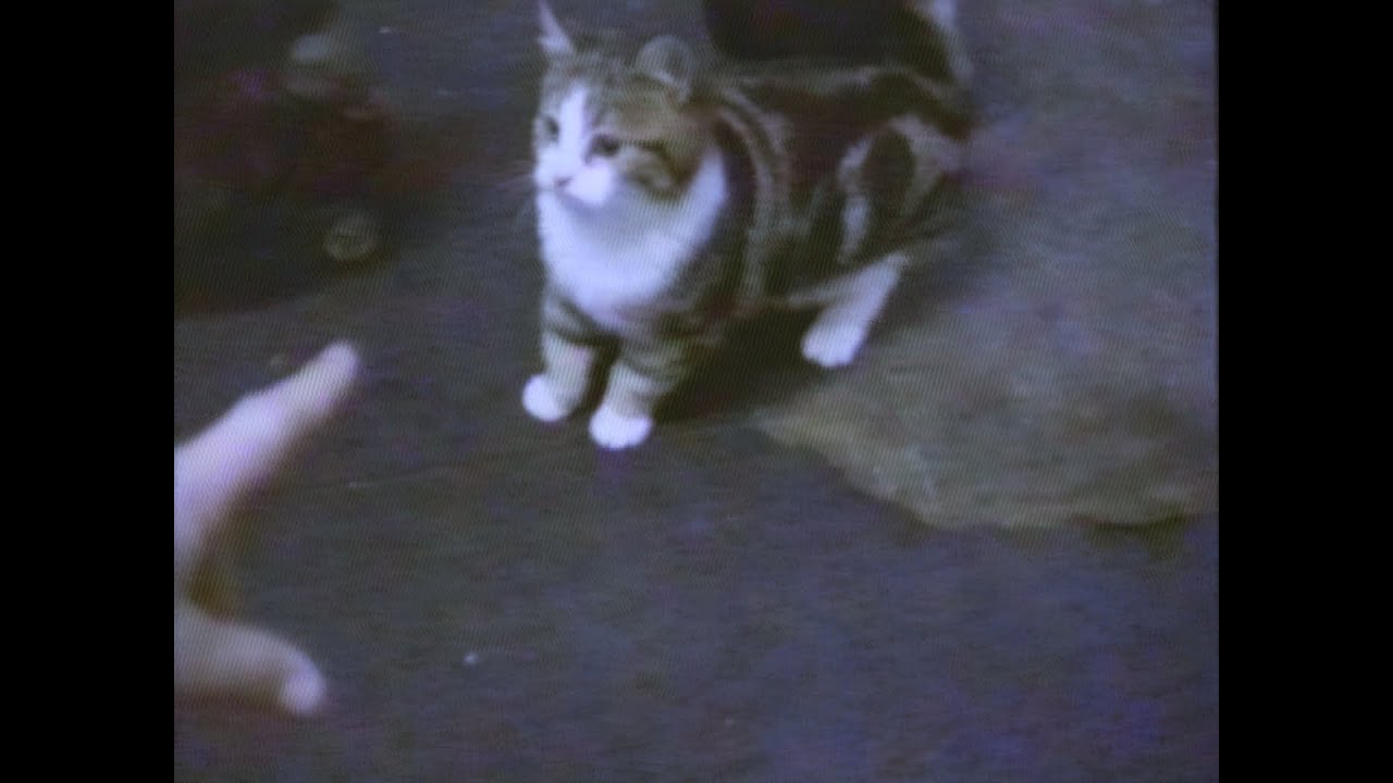 Herding Cats
