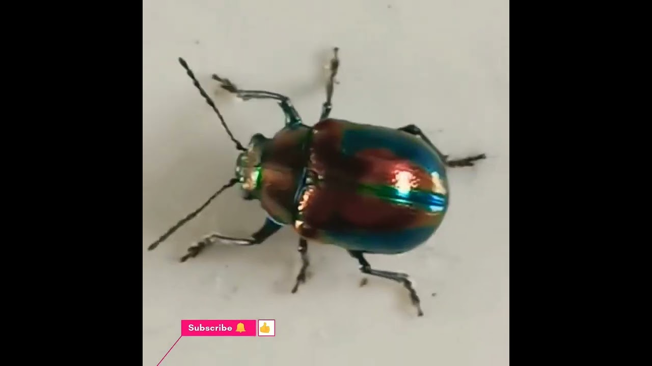 Insect 🐞 | Beautiful Nature | beetle  | 🪲 | Nature | Colourful Insect