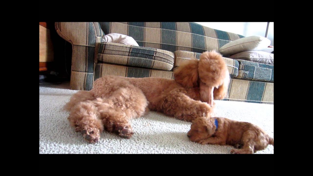 Red standard poodle puppies playing with their Grandma