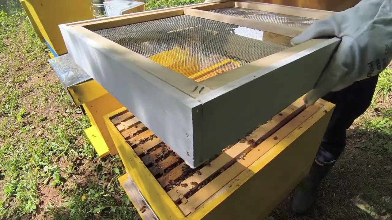 📦 Gdje dodati nastavak? Ispod plodišta donosi BRŽE izvlačenje satnih osnova! 🚀