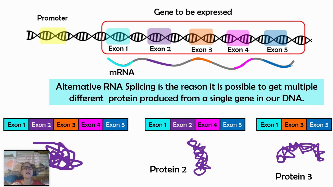 Alternative RNA Splicing (AP Biology 6.3)