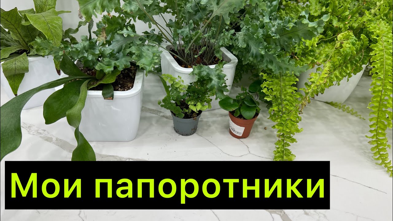 «Капец ￼какой красивый!» 😄 / ￼Мои папоротники ￼