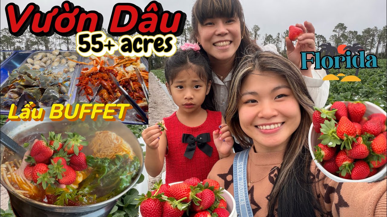 ĐI HÁI DÂU🍓& ĂN LẨU🍲 ngày cuối tuần #thingstodo #floridalife #strawberryfarm #hotpot #travelvlog 