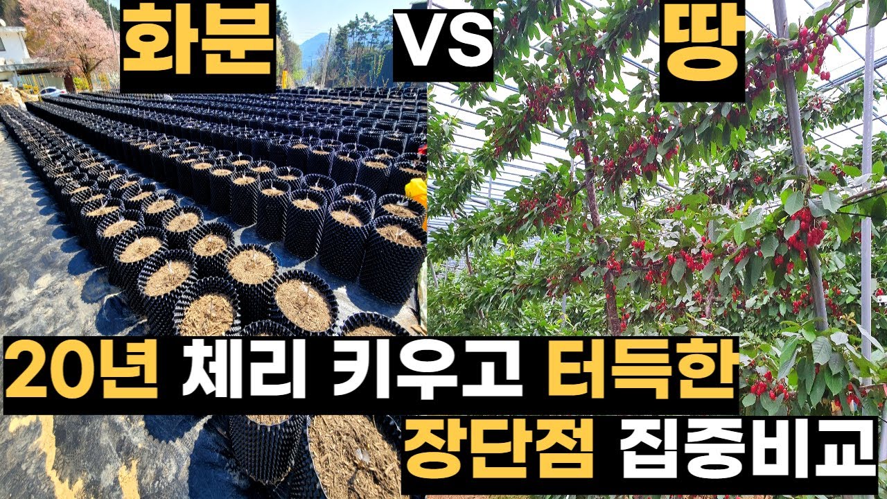 🍒체리나무! 화분 vs 땅, 11년 테스트 후 내린 결론