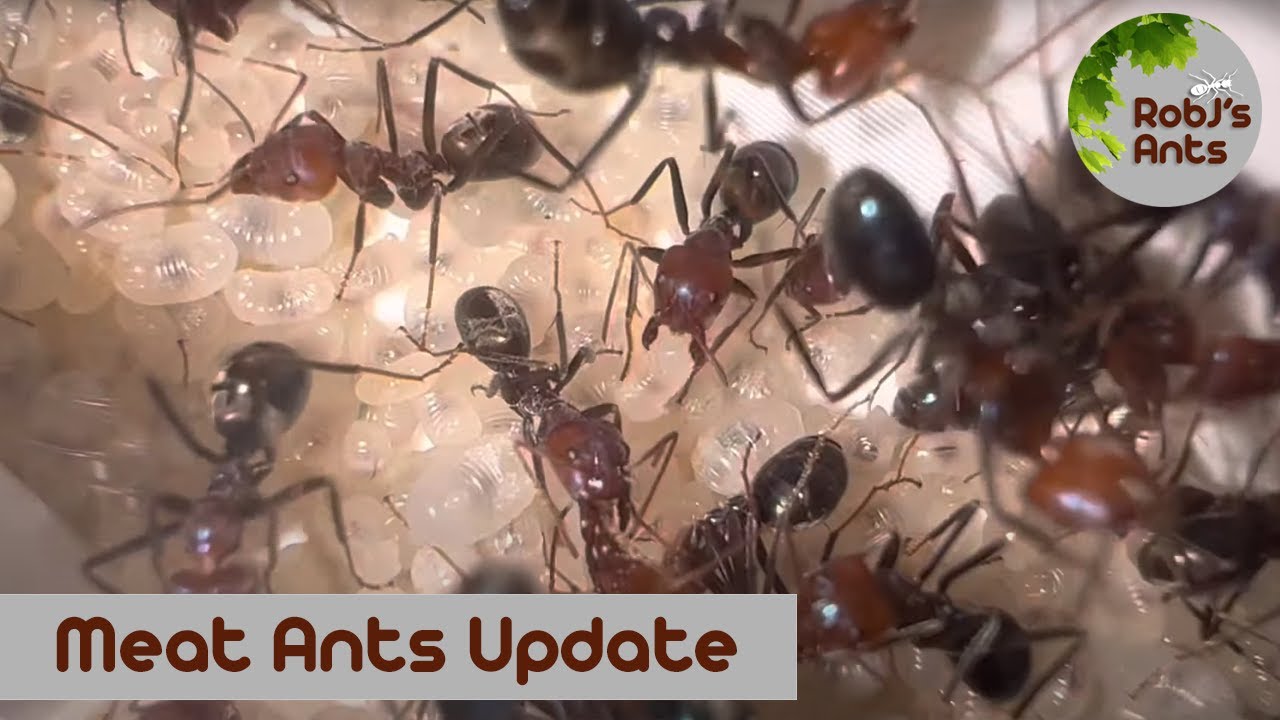Iridomyrmex purpureus (Meat Ants) | A Very Dirty Job