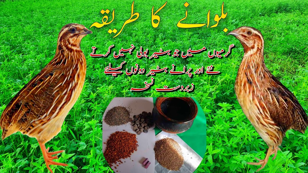 How to call a quail | Batair ko bulwane ka nuskha | Quail sounds 2024