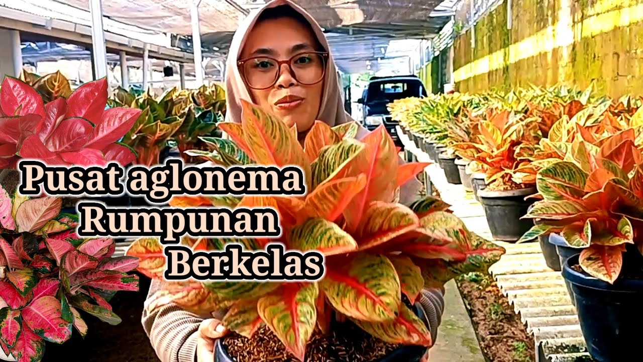 Spesial promo aglonema rumpunan koleksian jumbo²