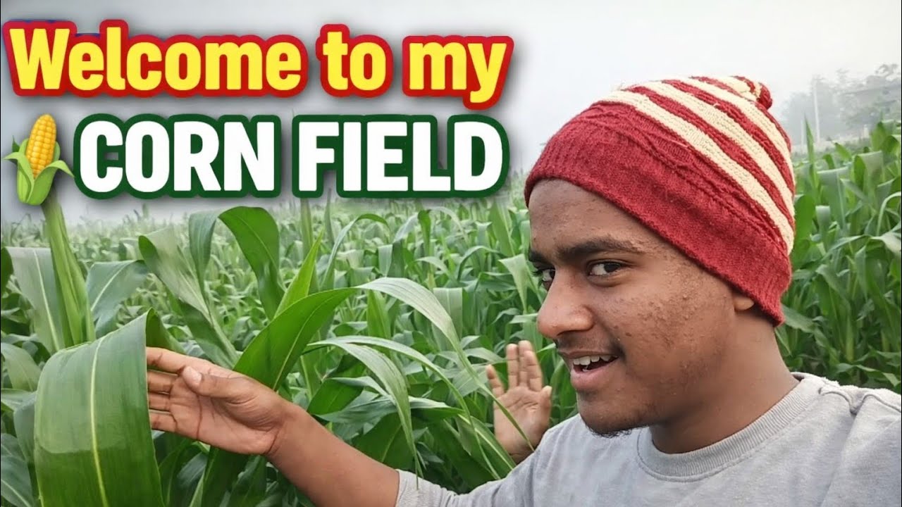 Welcome To My Corn Field 
