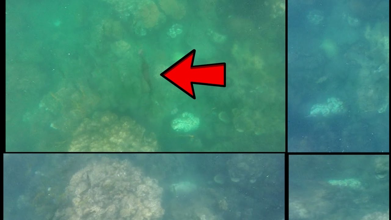 Rare, insanely fast predator attack in a coral reef in Thailand