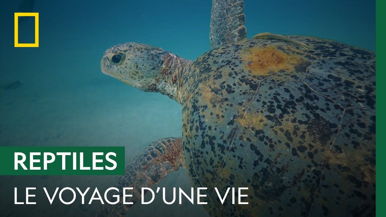 Le long p&eacute;riple de la tortue verte pour aller pondre ses &oelig;ufs
