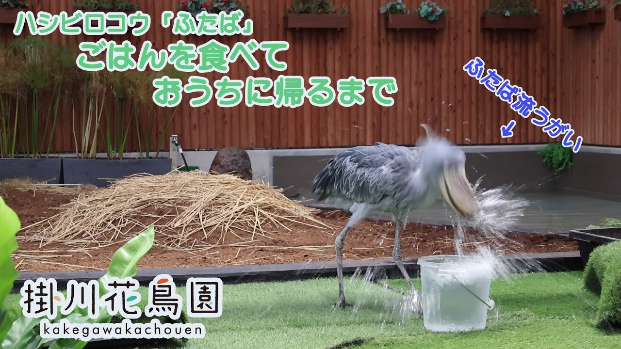 ふたばがごはんを食べておうちに帰るまで【掛川花鳥園公式】