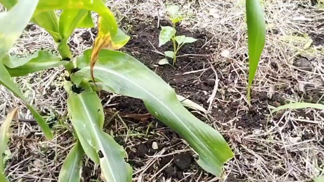 Cara tumpang sari tanaman jagung manis dengan cabe rawit #nature  #alam #tanaman 