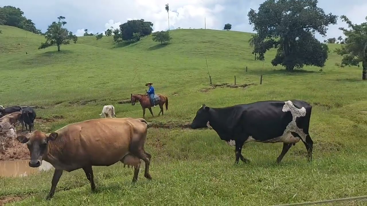 Rotina rural / Apartando vacas, mostrando os porcos da fazenda