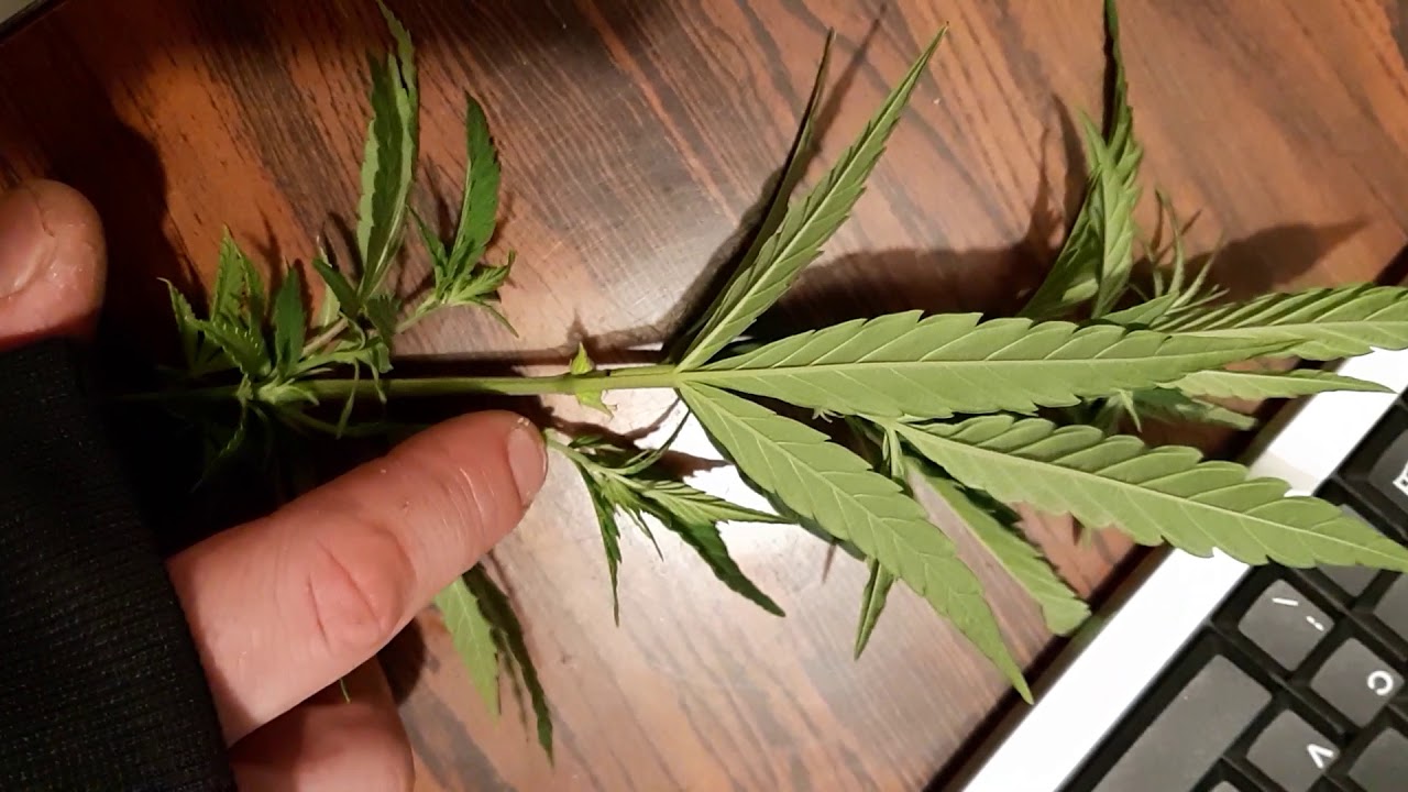 Marijuana Plant Hermaphrodite Plant What To Look For How To Tell!